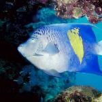 Under the Red Sea 0032