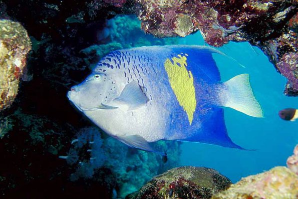 Under the Red Sea 0032