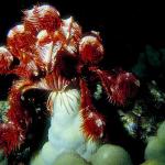 Under the Red Sea 0046