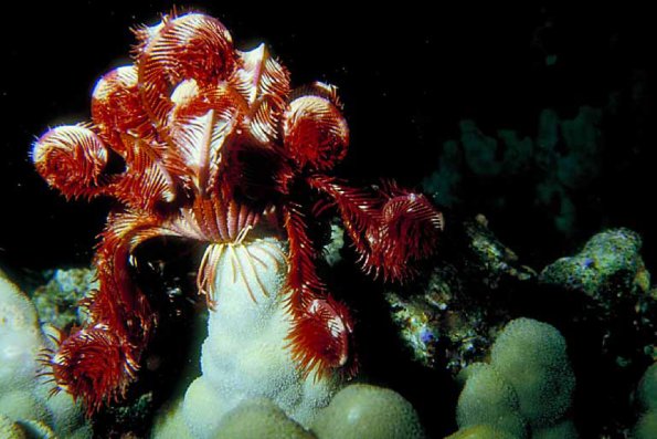 Under the Red Sea 0046