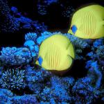 Under the Red Sea 0051