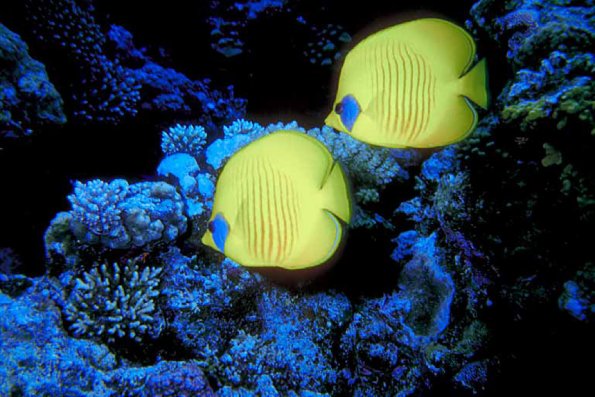 Under the Red Sea 0051