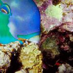 Under the Red Sea 0056
