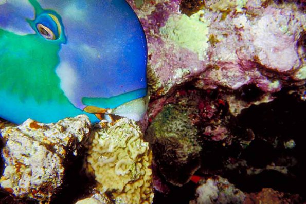 Under the Red Sea 0056