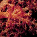 Under the Red Sea 0057