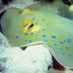 Under the Red Sea 0066