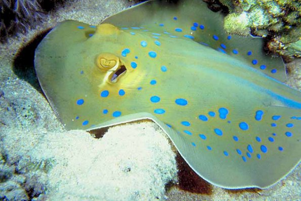 Under the Red Sea 0066
