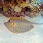Under the Red Sea 0073