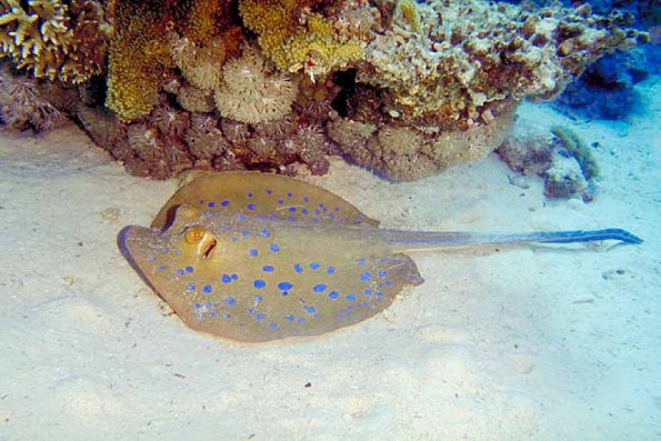 Under the Red Sea 0073