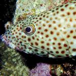 Under the Red Sea 0080