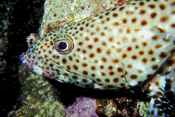 Under the Red Sea 0080