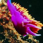 Underwater 001301