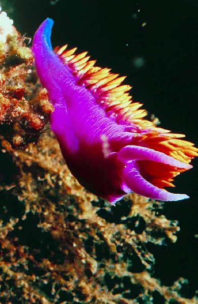 Underwater 001301