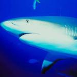 Underwater 001601