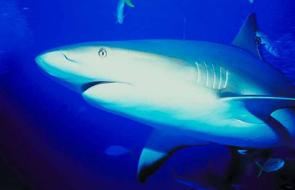 Underwater 001601