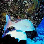 Underwater 003301