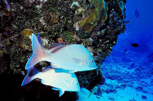 Underwater 003301