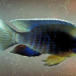 Underwater 003401