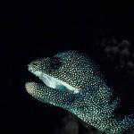 Underwater Life 001901