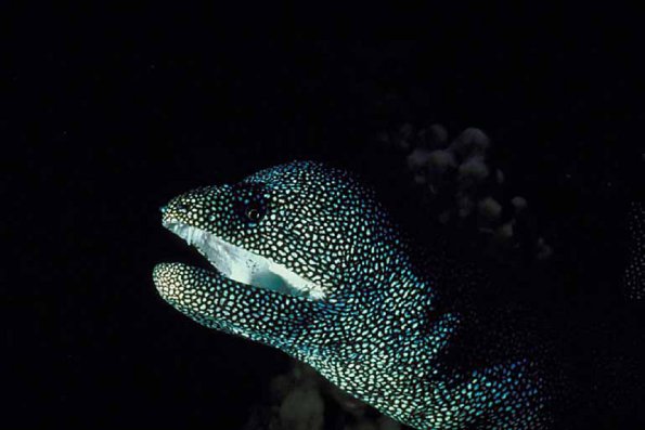 Underwater Life 001901