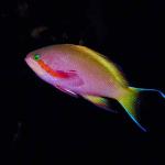 Underwater Life 002101