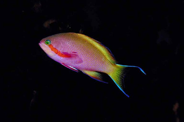 Underwater Life 002101