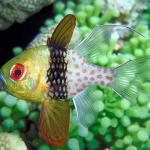 Underwater Life 002301