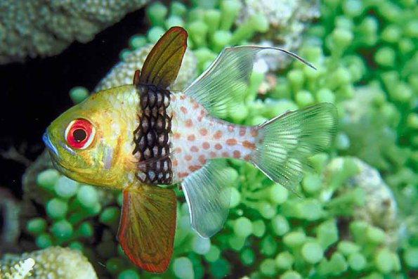 Underwater Life 002301