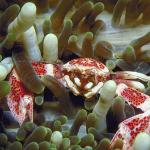 Underwater Life 002401