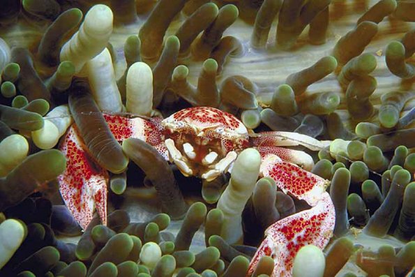 Underwater Life 002401