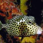 Underwater Life 002501