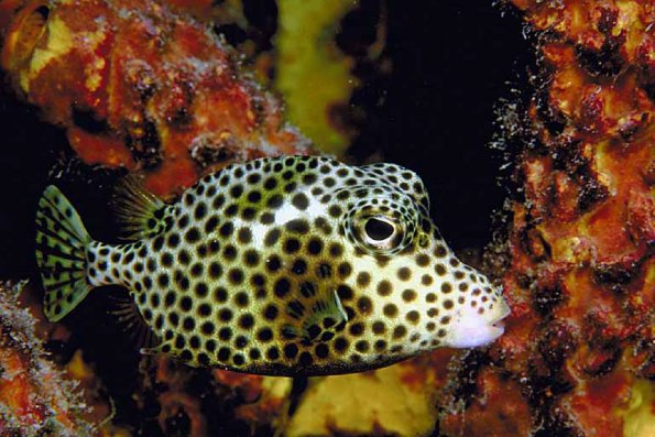 Underwater Life 002501