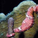 Underwater Life 002601