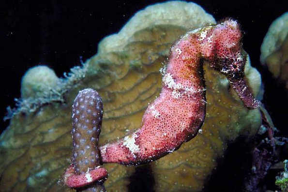 Underwater Life 002601