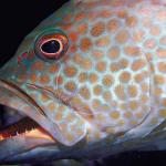 Underwater Life 002701