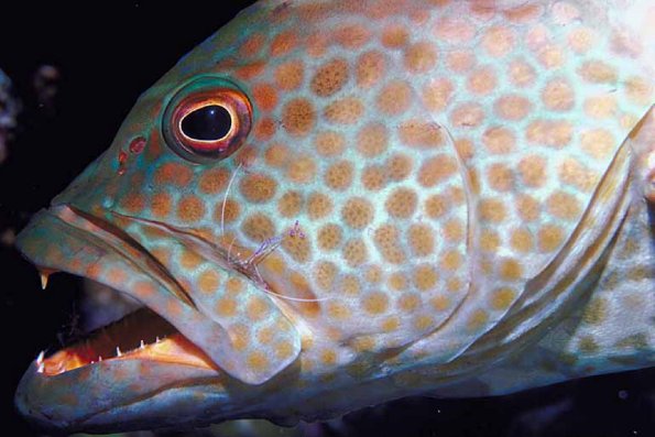 Underwater Life 002701