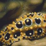 Underwater Life 002901