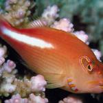 Underwater Life 009
