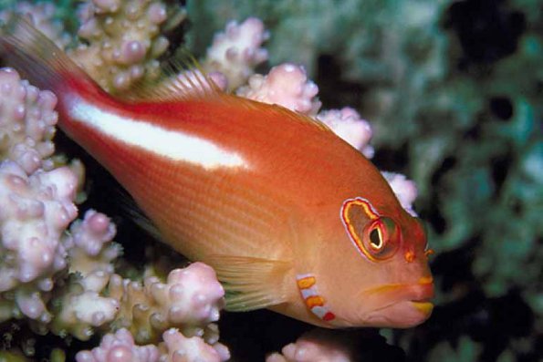 Underwater Life 009