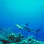 Underwater Life uid 1005348