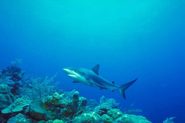 Underwater Life uid 1005348