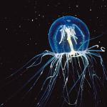 Underwater Life uid 1005355