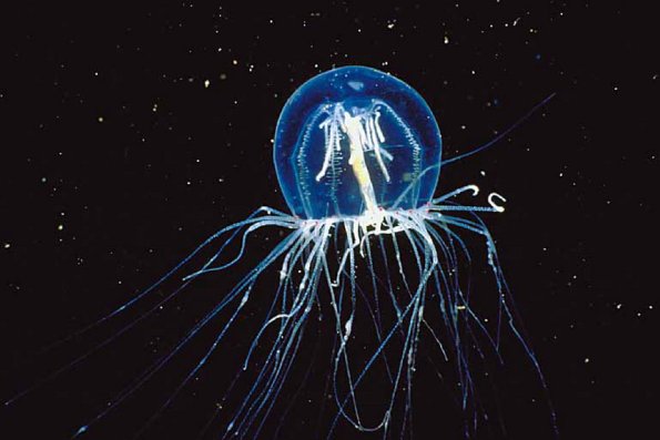 Underwater Life uid 1005355