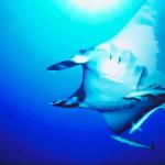 Underwater Life uid 1005398