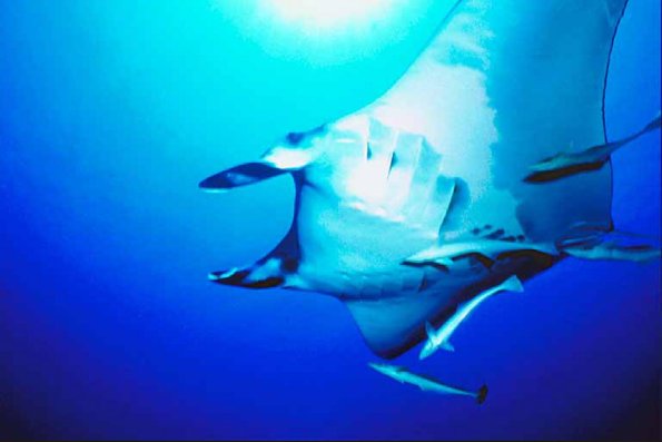 Underwater Life uid 1005398