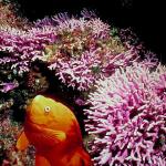Underwater Photography 0012