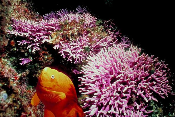 Underwater Photography 0012