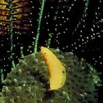 Underwater Photography 0030