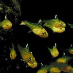 Underwater Photography 0031