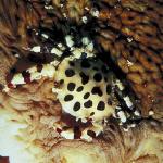 Underwater Photography 0038